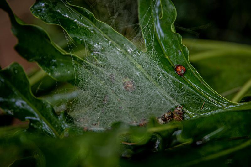 Plants Decline Fast Despite Regular Watering