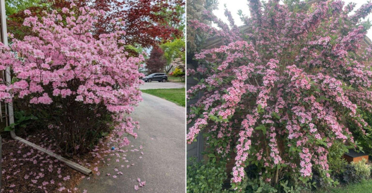 Plants Oregon Gardeners Should Prune This Season And Those To Leave Alone