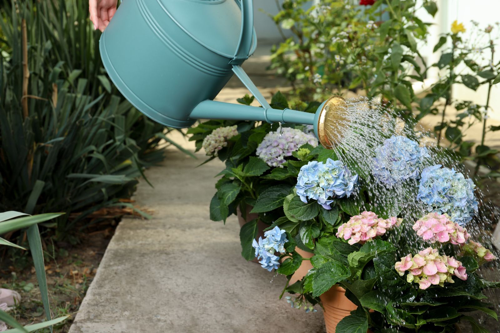 watering hydrangea