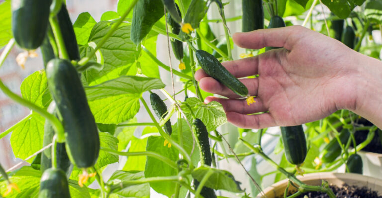 Plants That Are Holding Your Cucumbers Back In New York (Plus The Ones They Love)