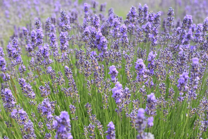 Plants That Make Raccoons Think Twice