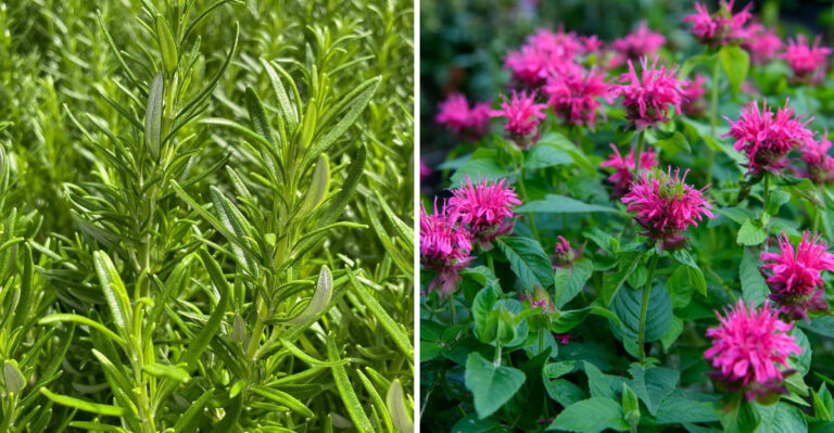 rosemary and bee balm