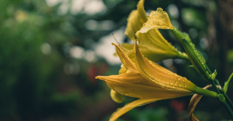 Plants That Survive Minnesota Winters (And Still Look Amazing)