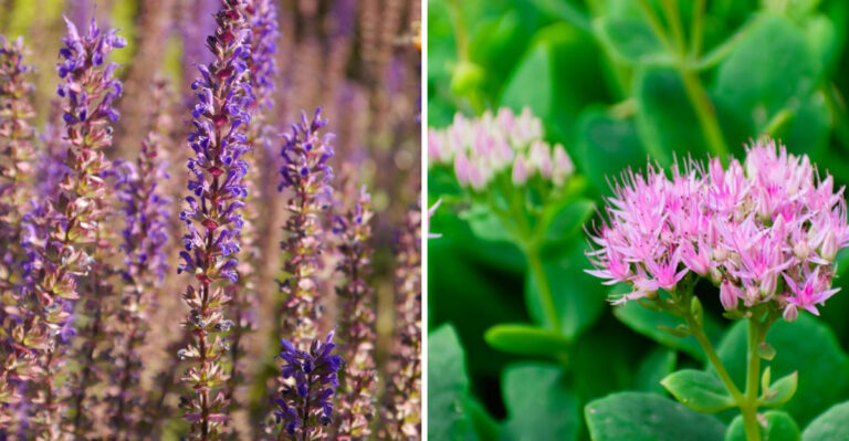 Plants That Thrive In New Jersey Summers And Barely Need Watering