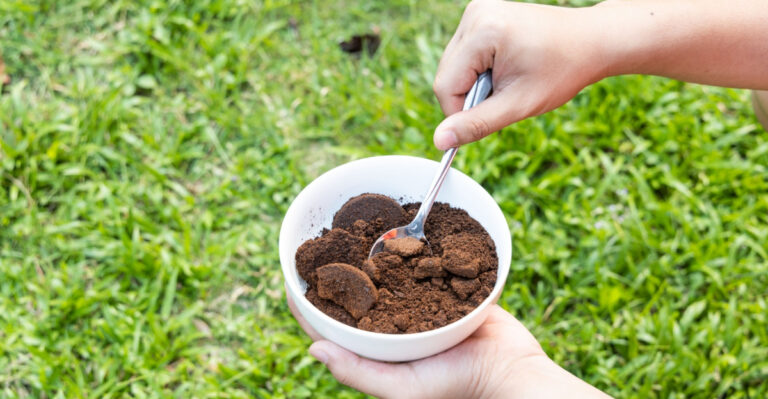 Plants That Thrive With Coffee Grounds In Michigan Gardens