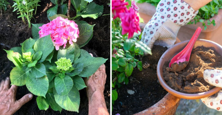 Plants That Thrive With Coffee Grounds In North Carolina Gardens