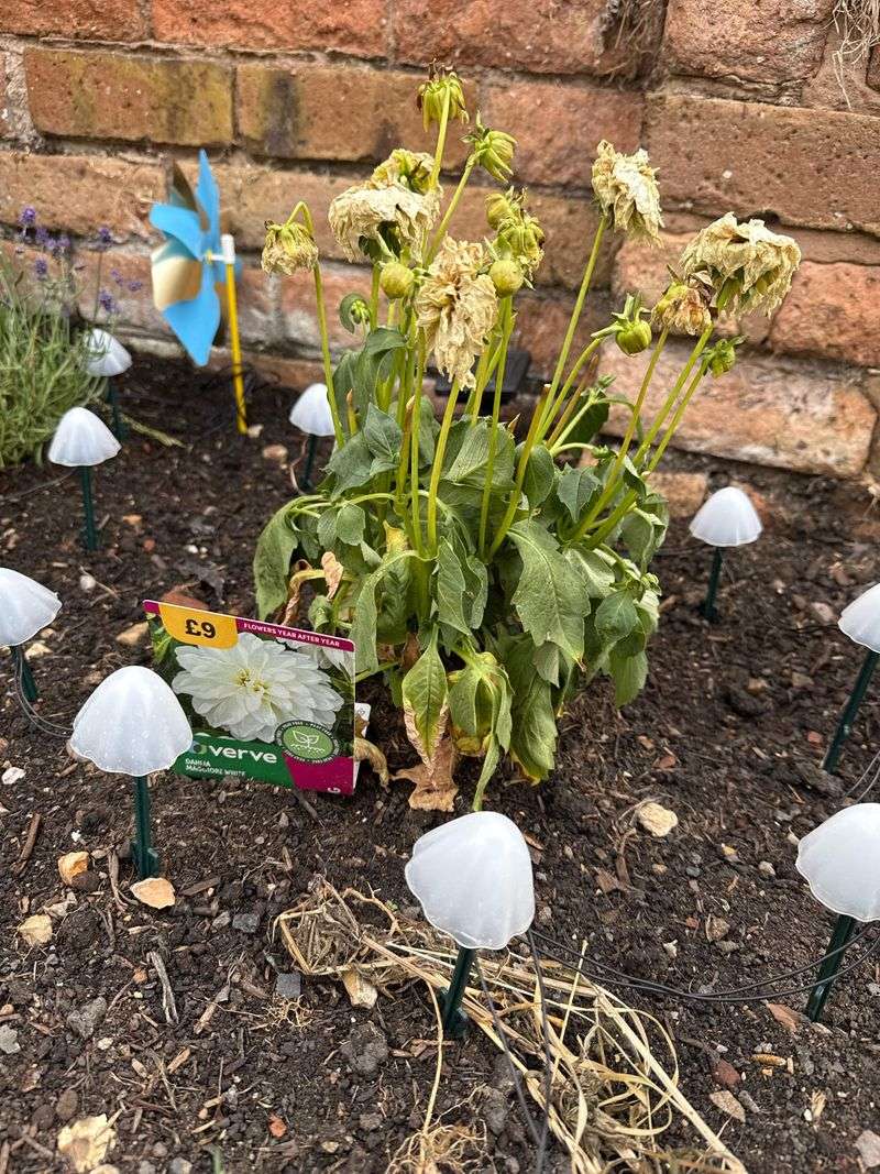 Plants Wilt Even When The Soil Looks Moist Plants Wilt Even When The Soil Looks Moist