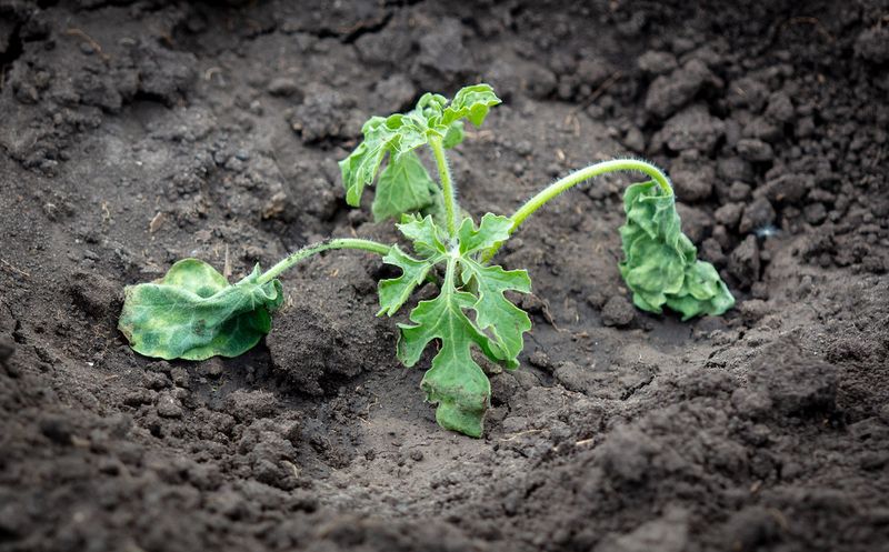 Plants Wilt Quickly Even When The Soil Seems Damp