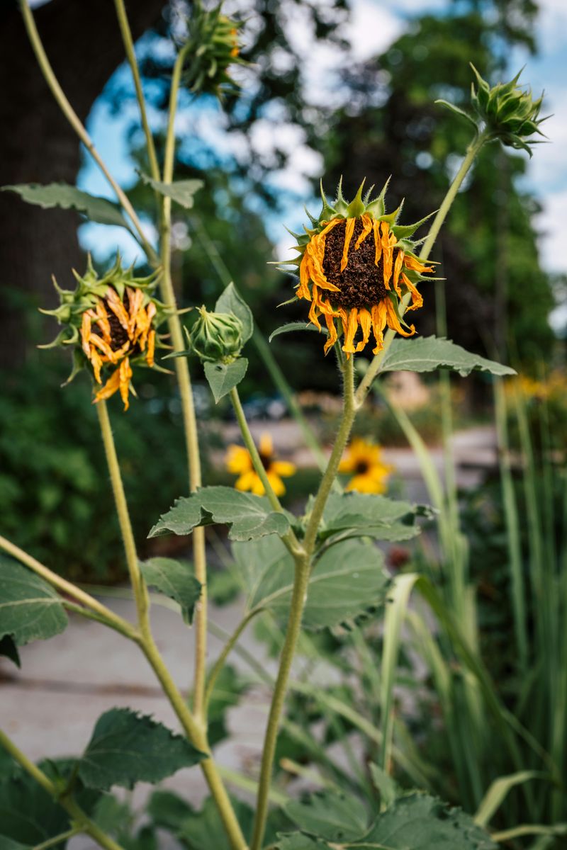 Plants Wilting Despite Adequate Watering