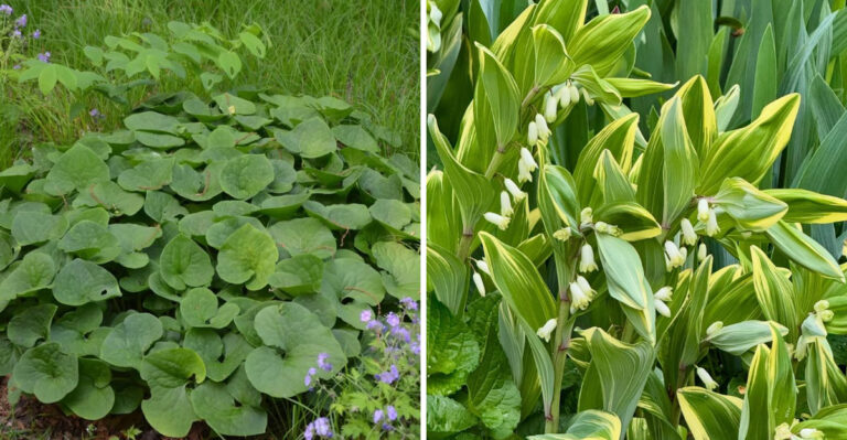 Plants You Should Divide In North Carolina Before May Ends