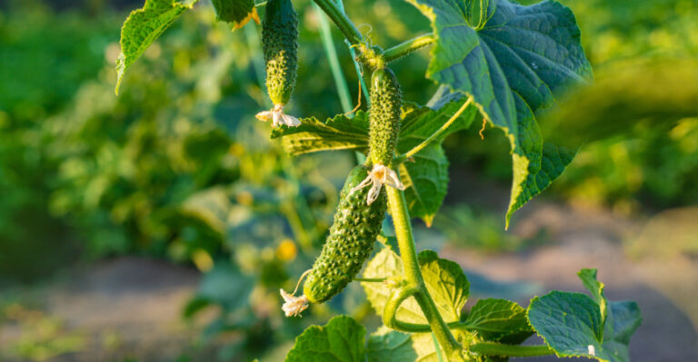 Plants You Should Never Grow Near Cucumbers In A California Garden