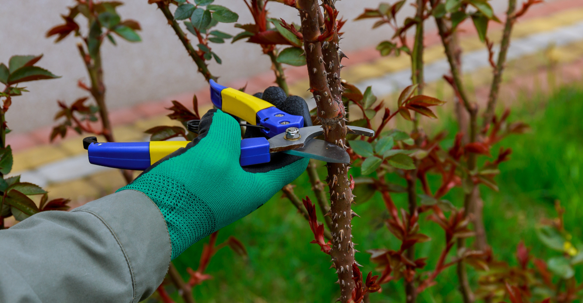 pruning roses