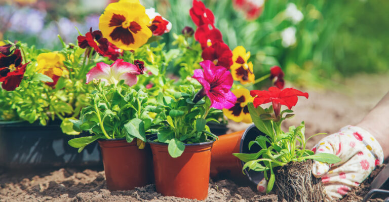 planting petunias