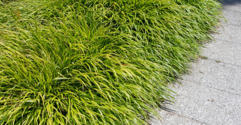 japanese forest grass