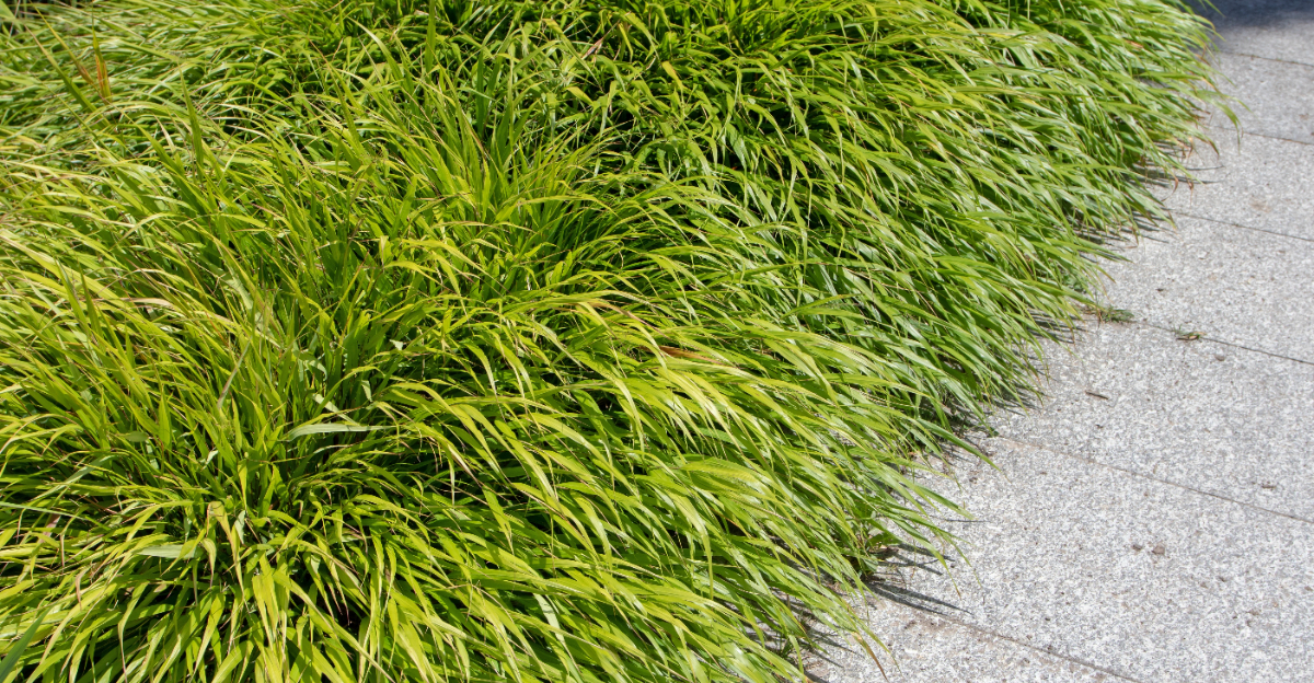 japanese forest grass