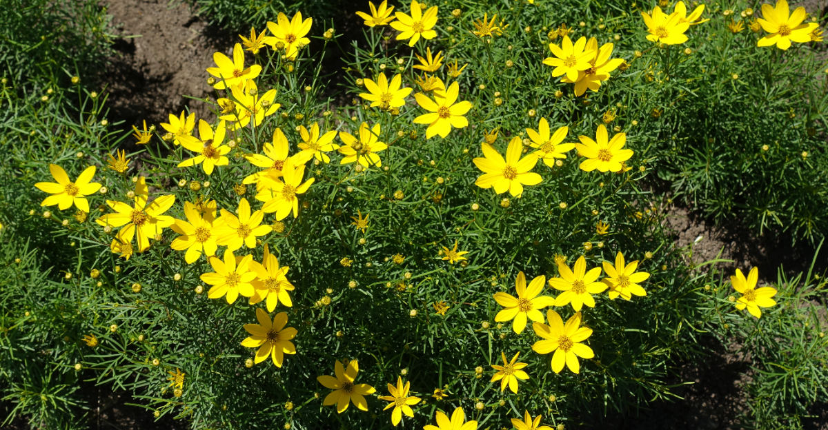coreopsis