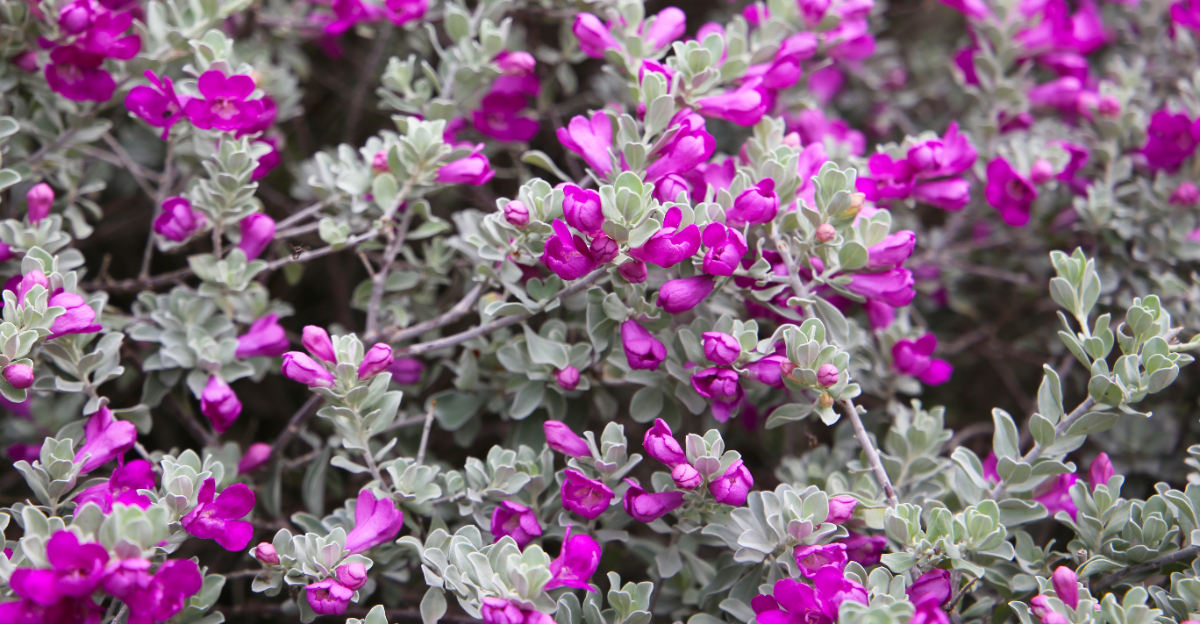 plant (featured image)