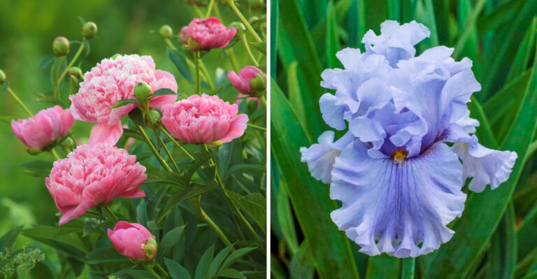 Plants You’ll Never Need To Replant In Your Michigan Garden