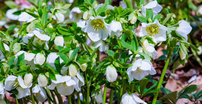 white hellebores