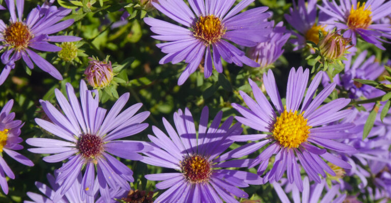 Plants You’ll Never Need To Water In Your North Carolina Garden After Year One