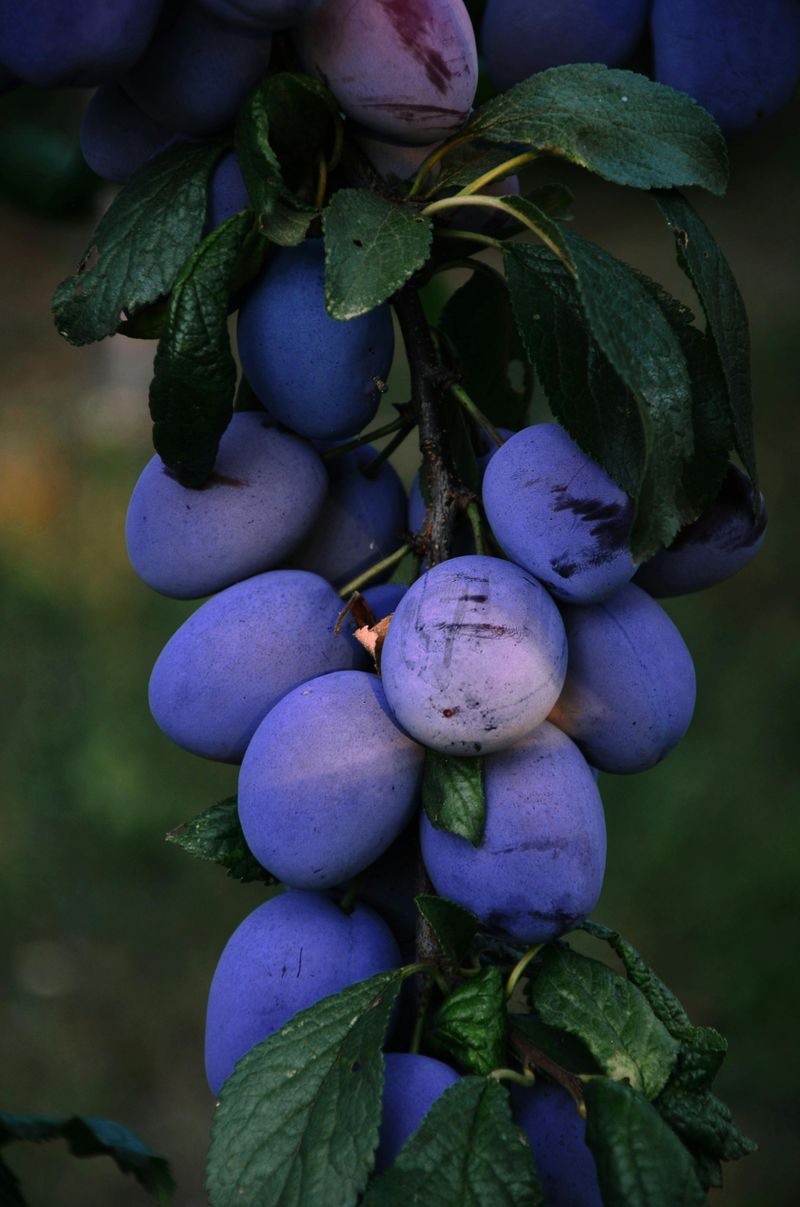 Plum Trees (European Varieties)