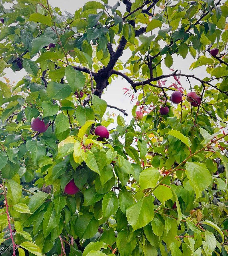 Plum Trees Plum Trees