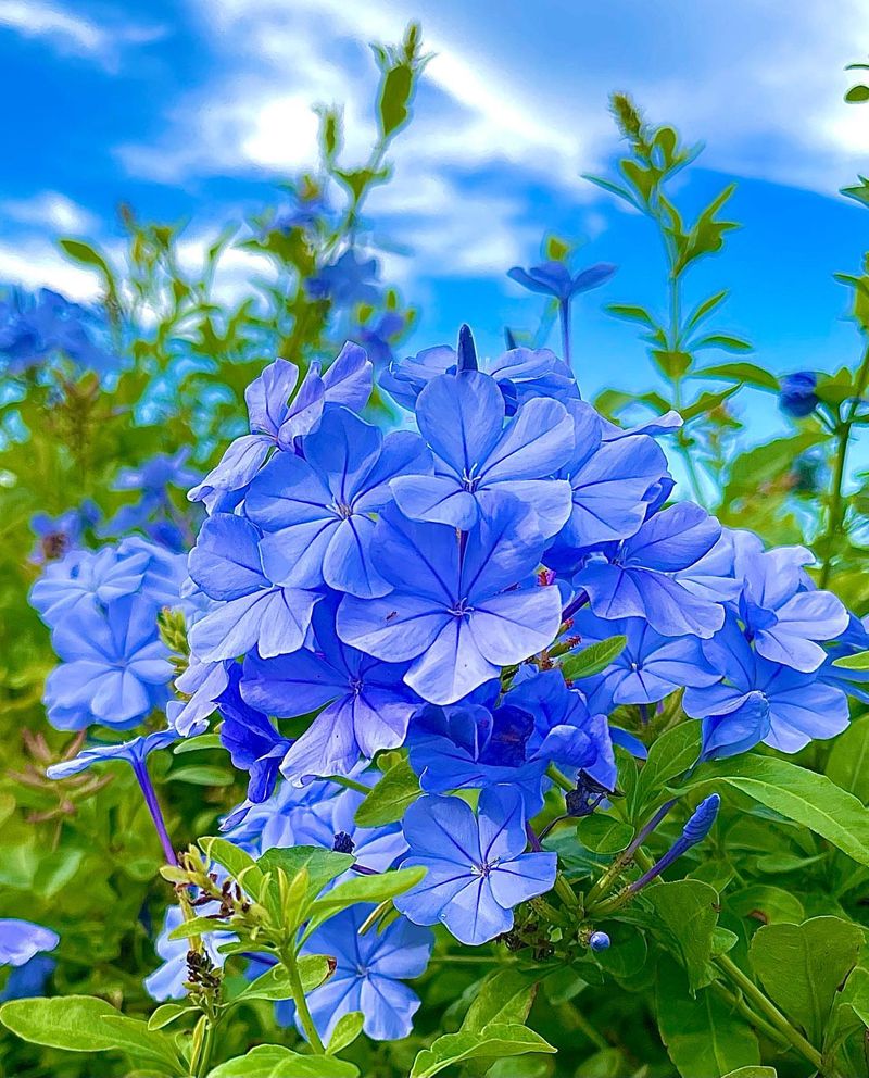 Plumbago Gives Months Of Soft Blue Flowers