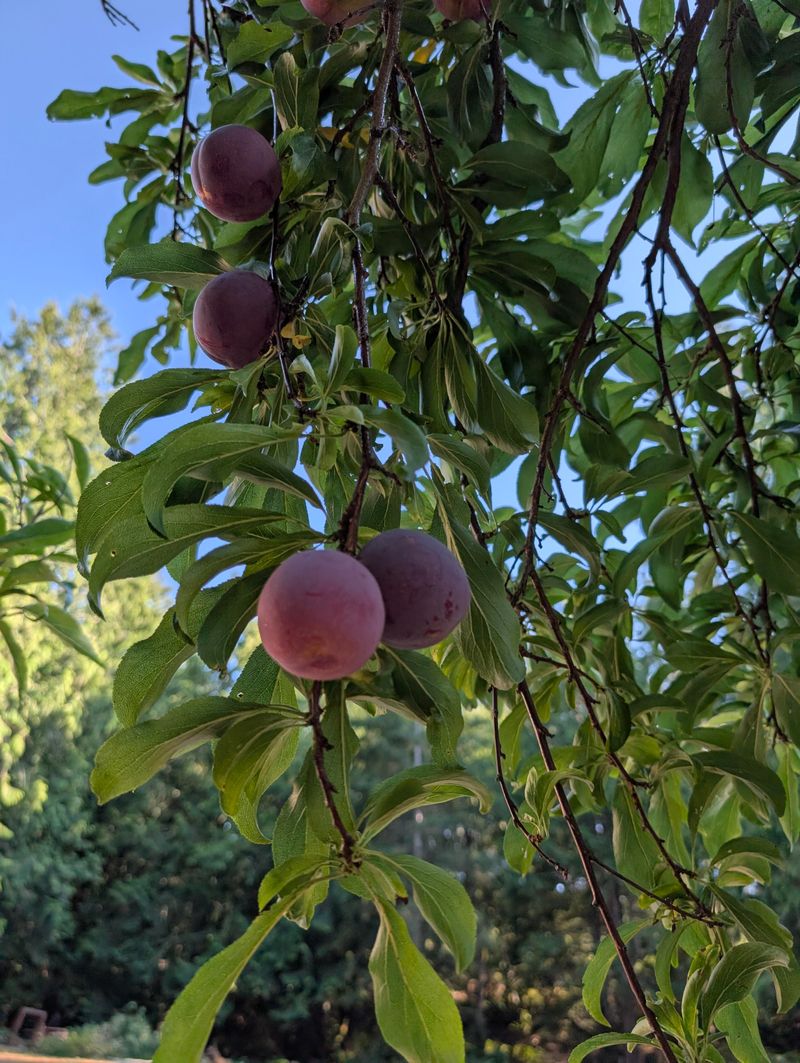 Plums Are Usually More Forgiving Than Peaches