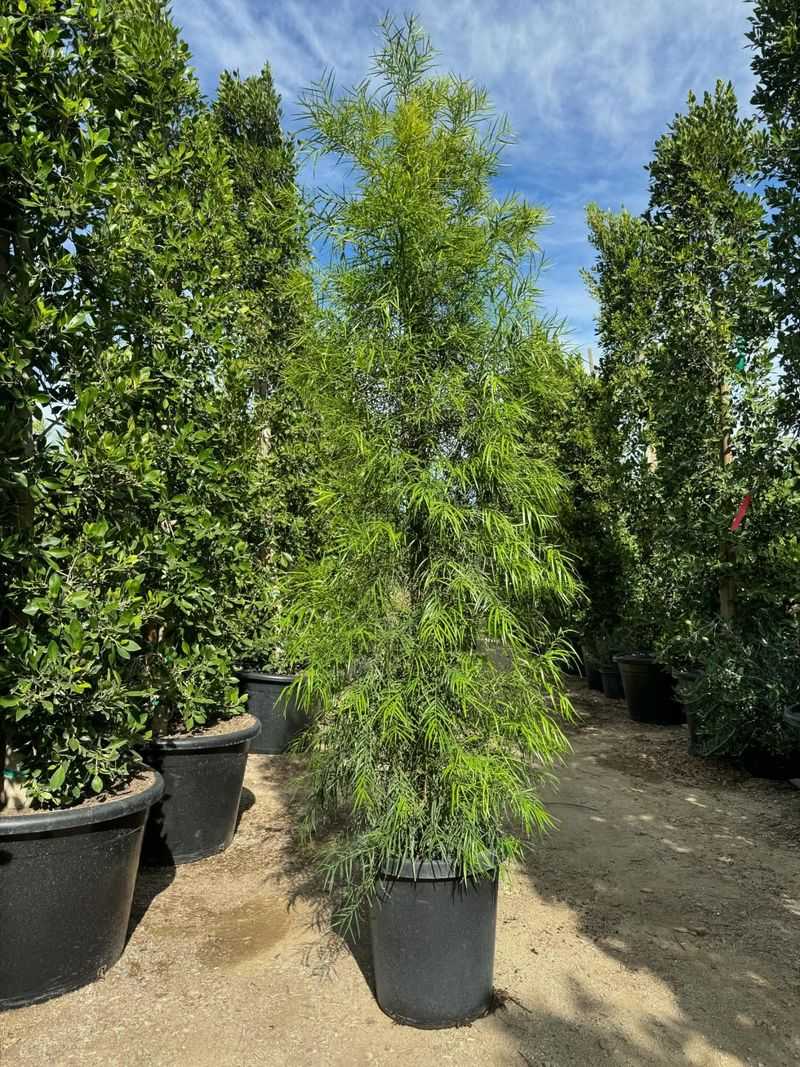 Podocarpus / Fern Pine Podocarpus / Fern Pine
