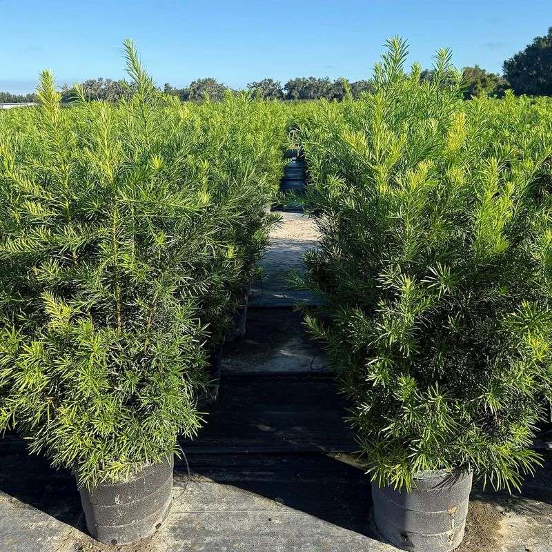 Podocarpus That Stays Neat And Narrow