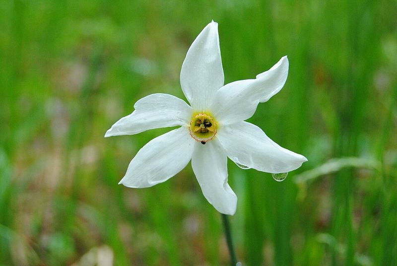 Poet's Daffodils Bloom After Early Narcissus Fade