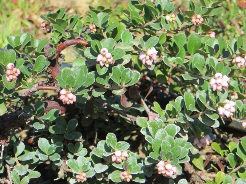 Point Reyes Bearberry