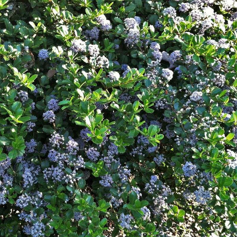 Point Reyes Ceanothus Forms A Low Evergreen Mat
