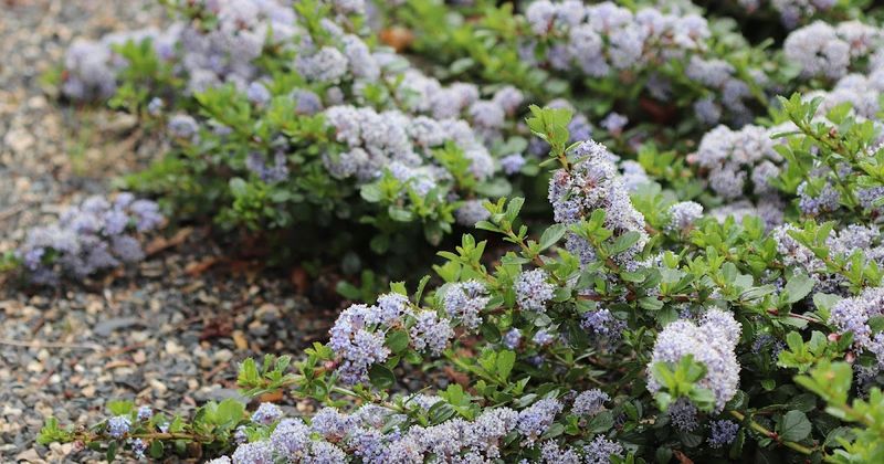 Point Reyes Ceanothus Spreads Low And Wide