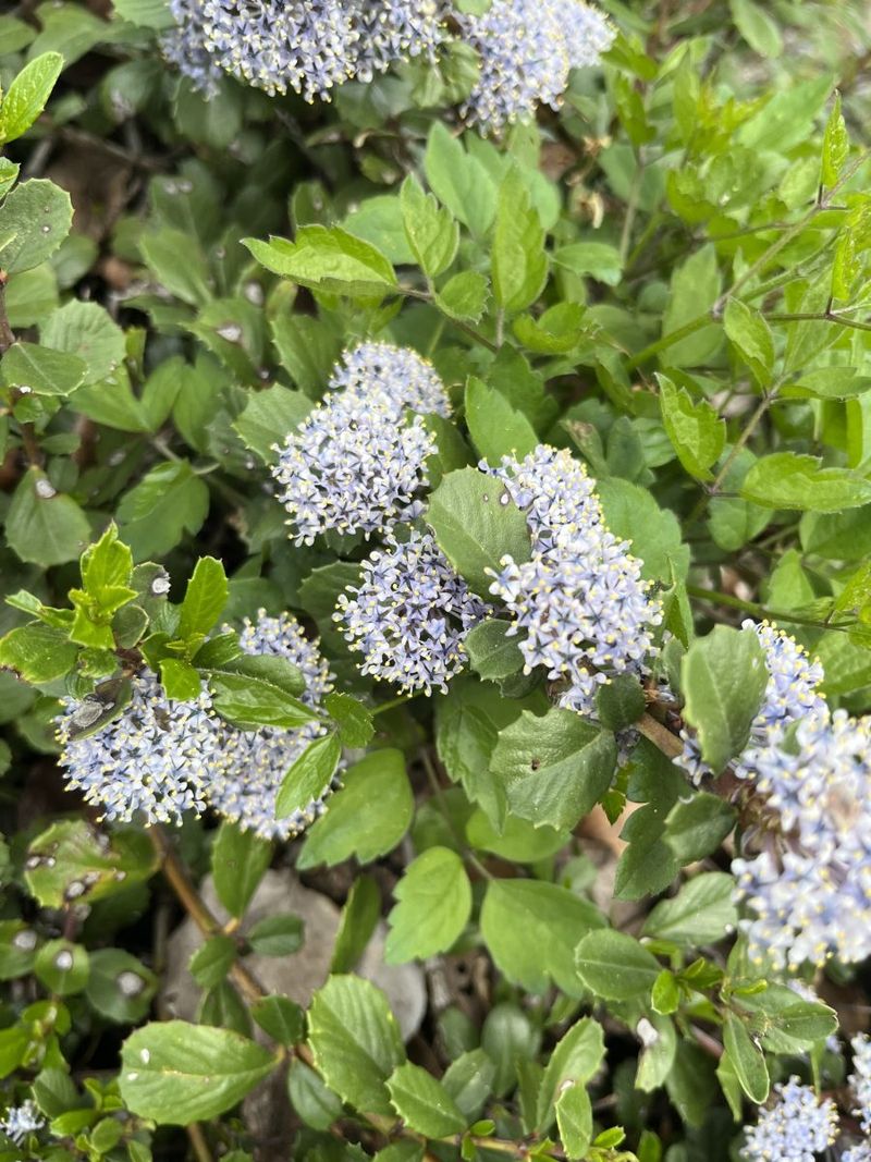 Point Reyes Ceanothus Spreads With Dense Native Growth Point Reyes Ceanothus Spreads With Dense Native Growth