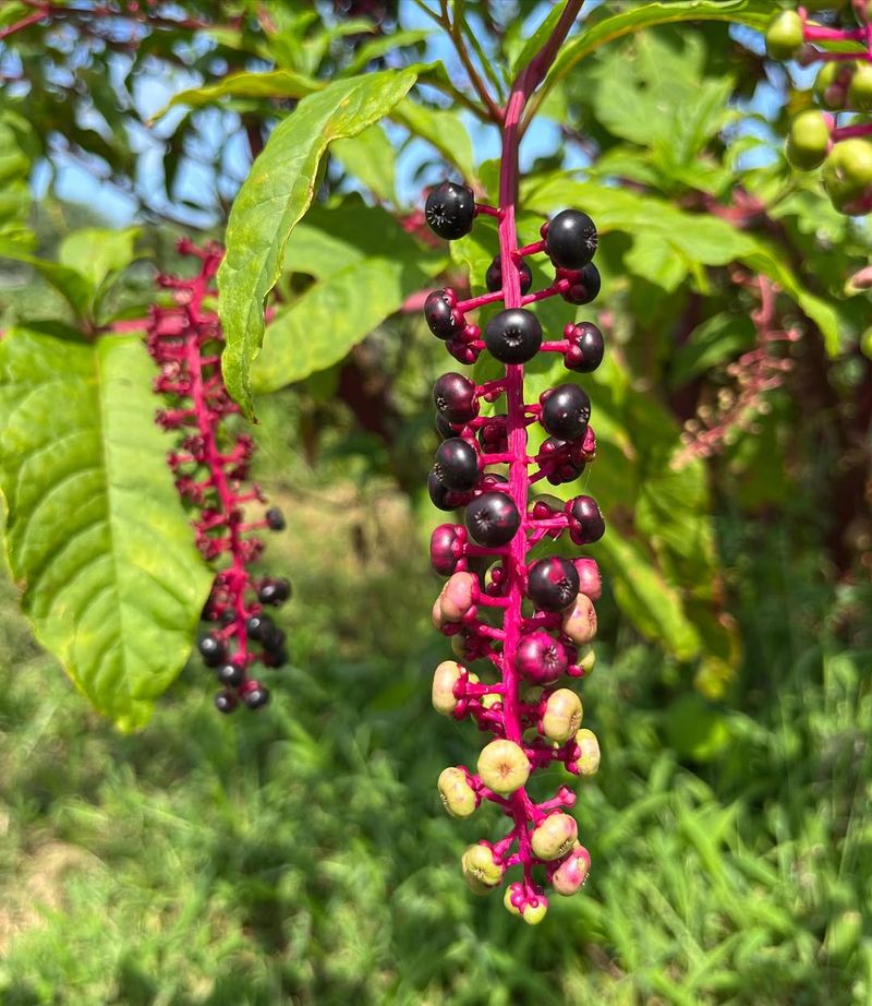 Pokeweed Brings A Wild Look And Useful Fruit