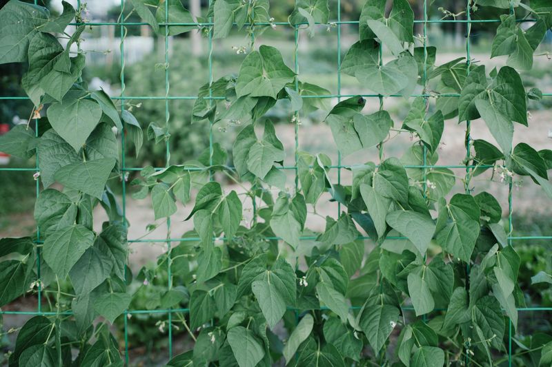 Pole Beans Pole Beans