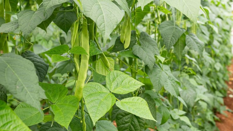 Pole Beans Bring Vertical Harvests In Small Spaces