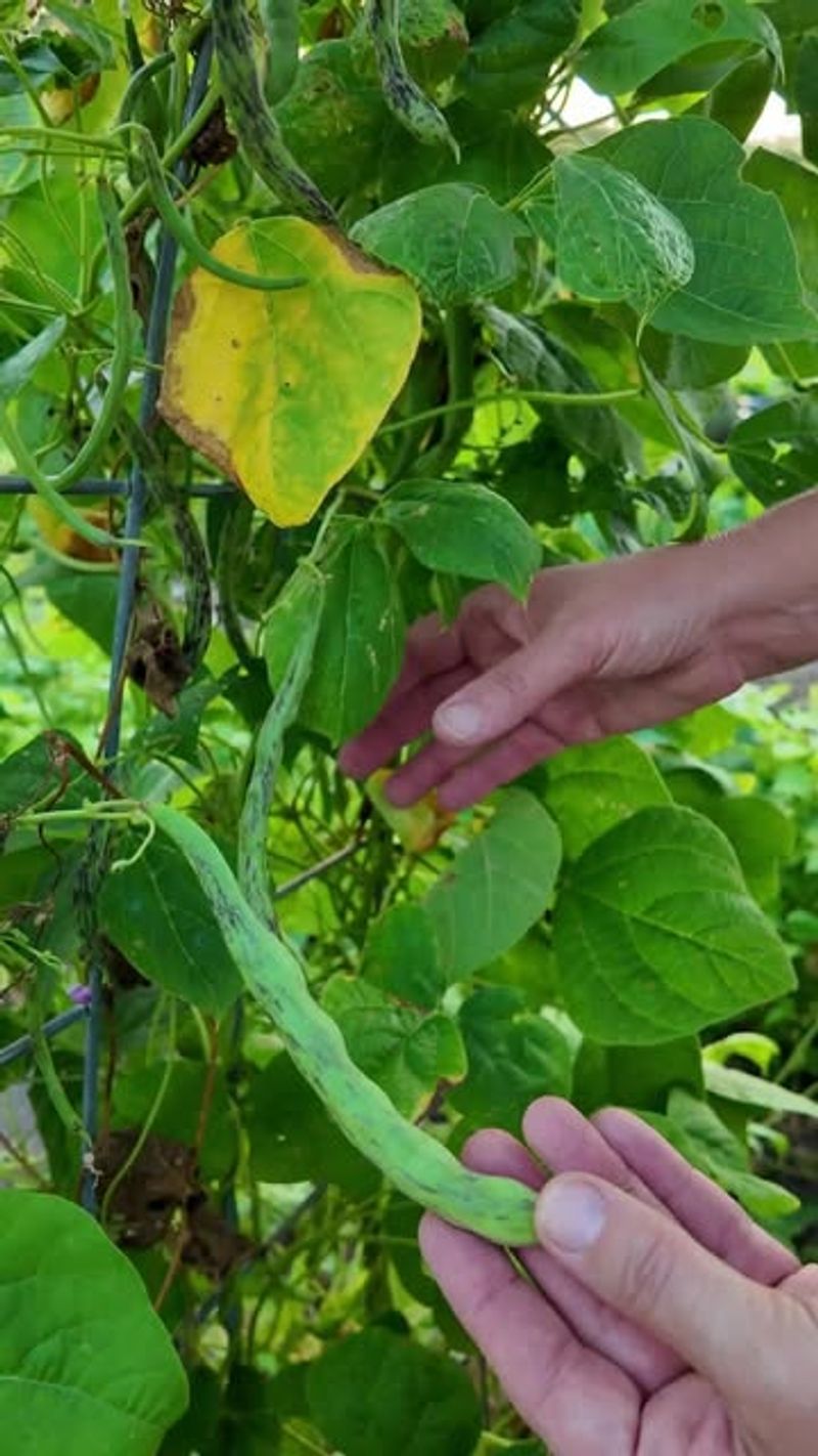 Pole Beans Keep Producing Through Long Summers