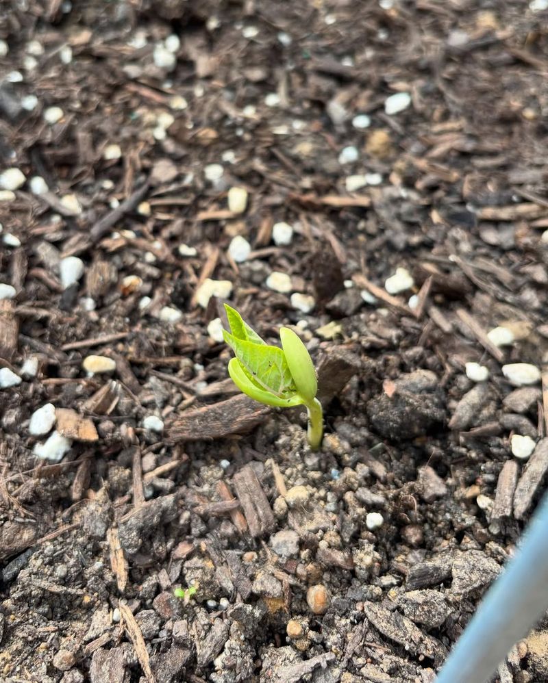 Pole Beans Need Warm Soil To Get Going
