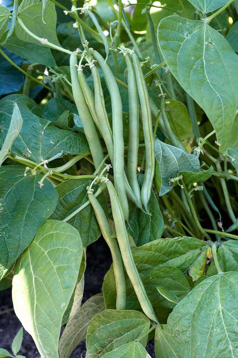 Pole Beans Take Off Once Nights Stay Warm