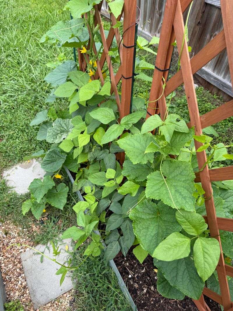 Pole Beans