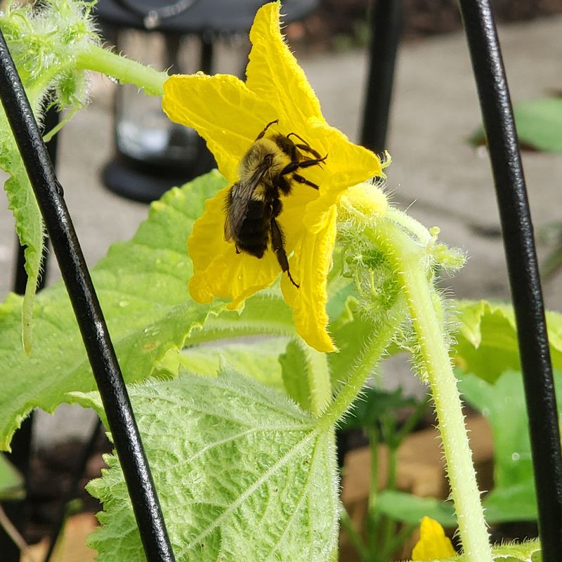 Pollinator Activity Strongly Affects Cucumber Production