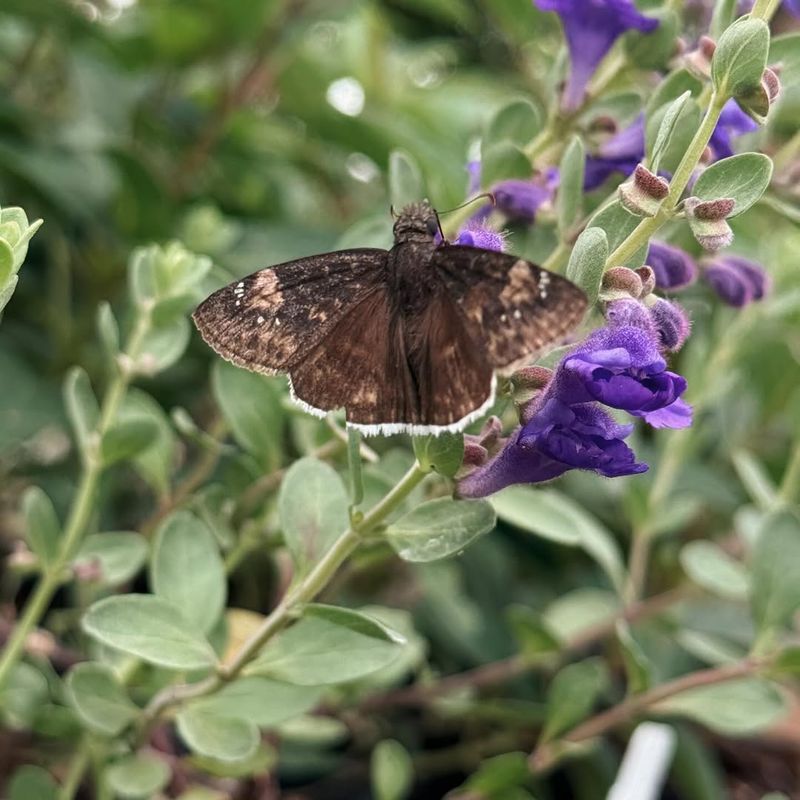 Pollinator Gardens