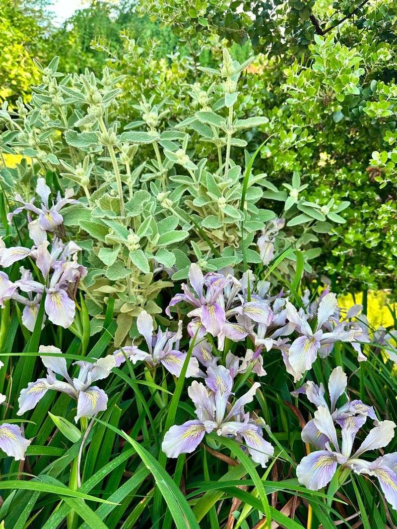 Pollinator Mixes Need Structure, Not Just Seeds