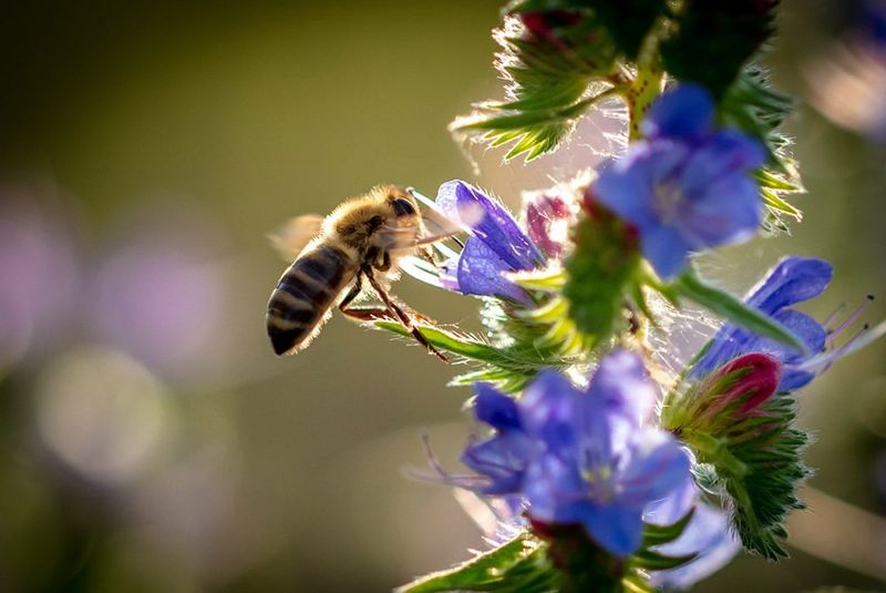 Pollinator Planting Adds Life To The Yard