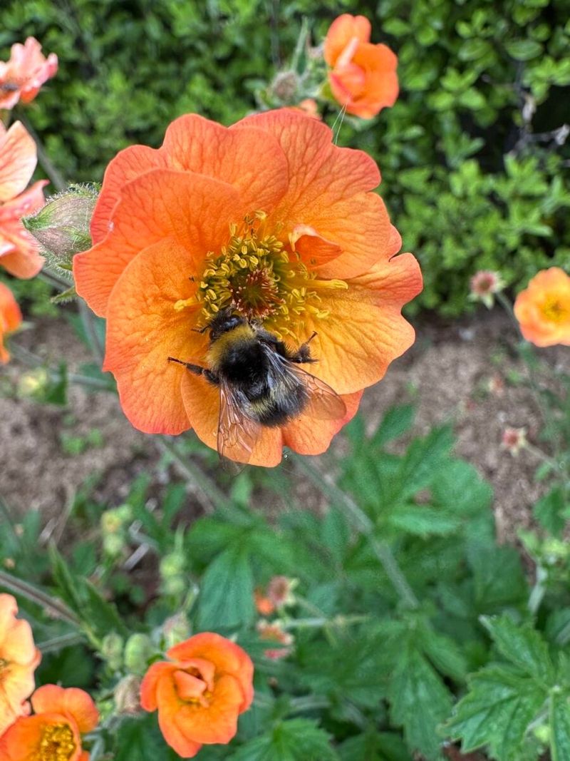 Pollinators Absolutely Love Geum Flowers