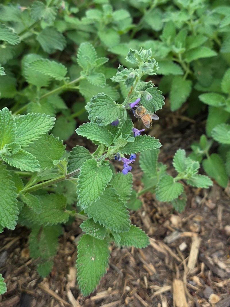 Pollinators Constantly Visit Catmint Flowers Pollinators Constantly Visit Catmint Flowers