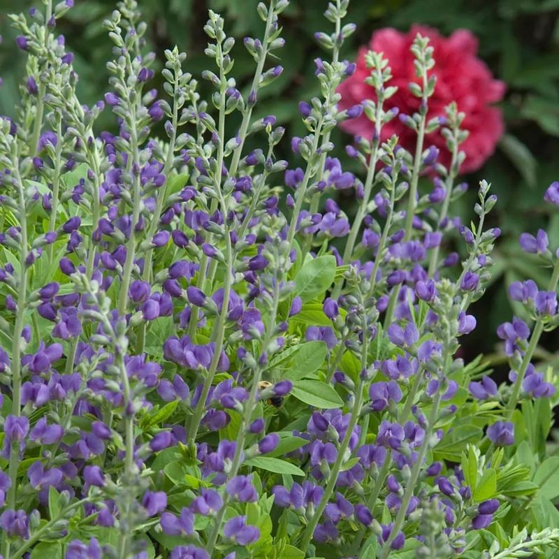 Pollinators Depend On Wild Blue Indigo In Late Spring