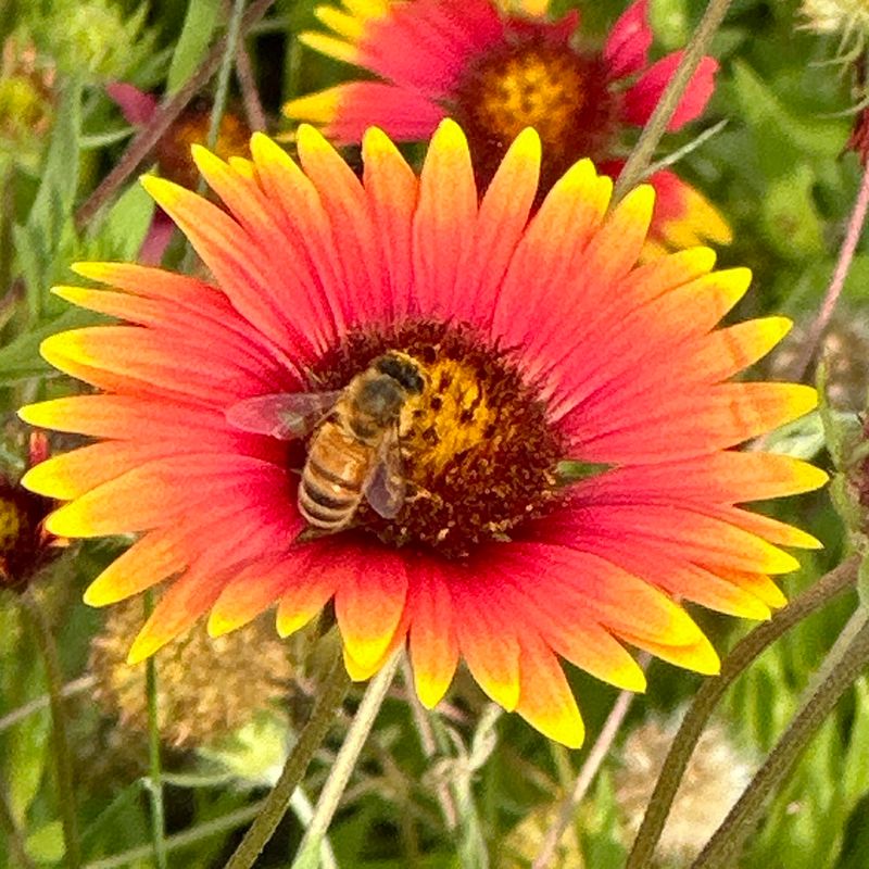 Pollinators Find It Fast Pollinators Find It Fast